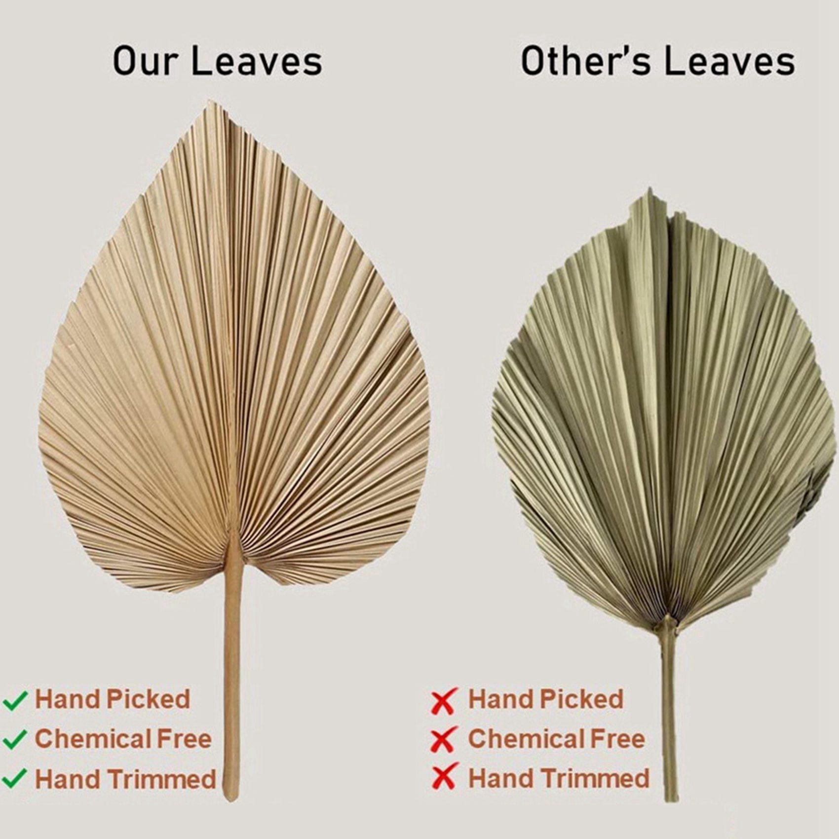 Palm Leaf Dried - 8 feuilles de palmier séchées naturelles,