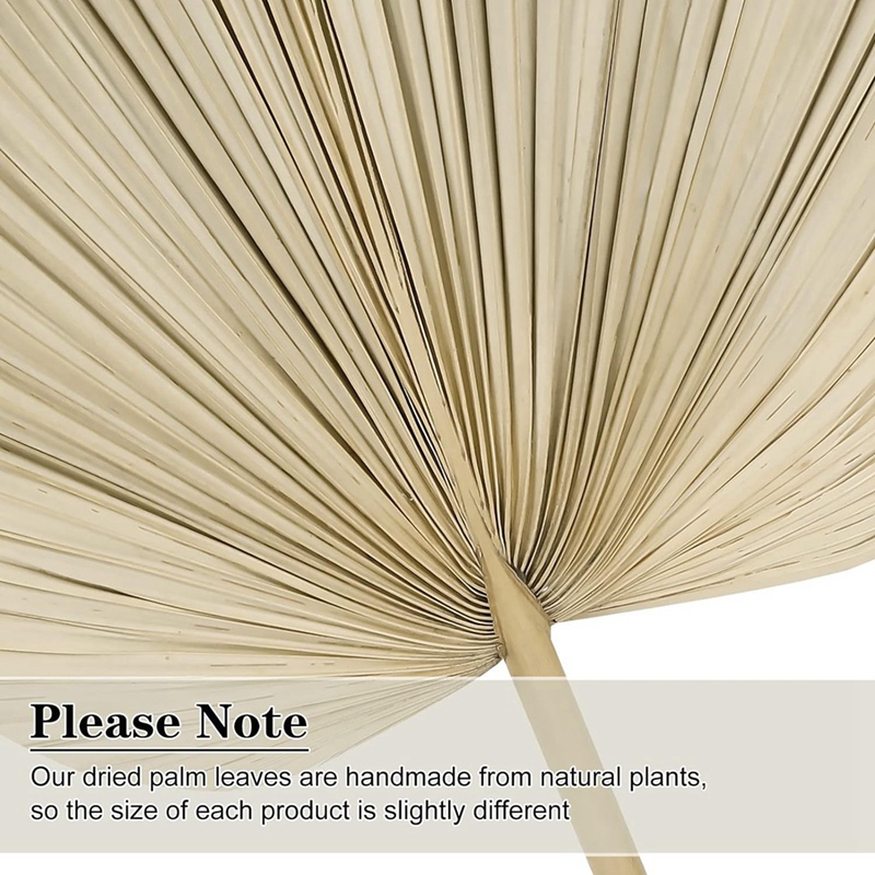 Palm Leaf Dried - Nouveau 6 pièces feuilles de palmier