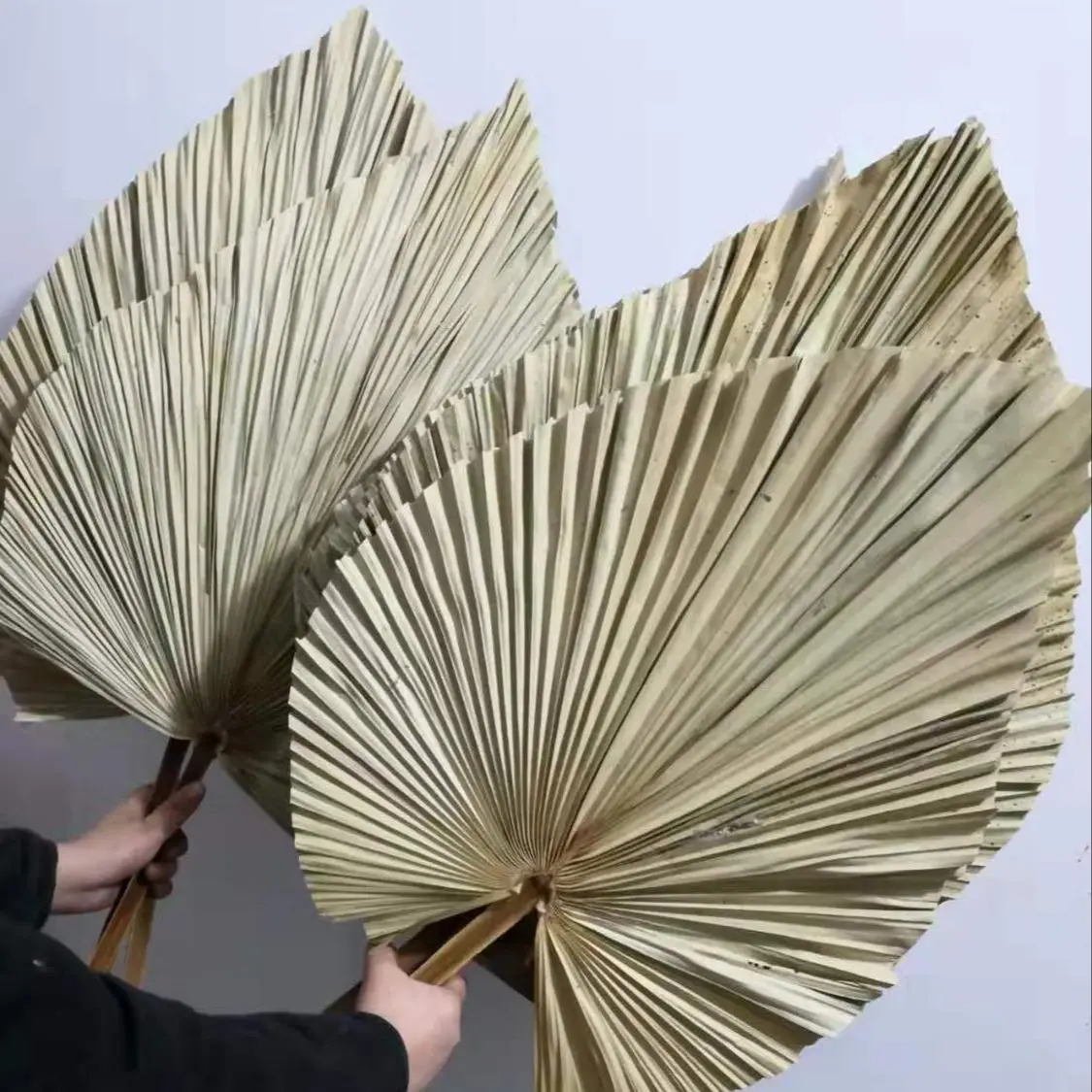 Palm Leaf Dried - Feuilles de palmier séchées naturelles, bouquet