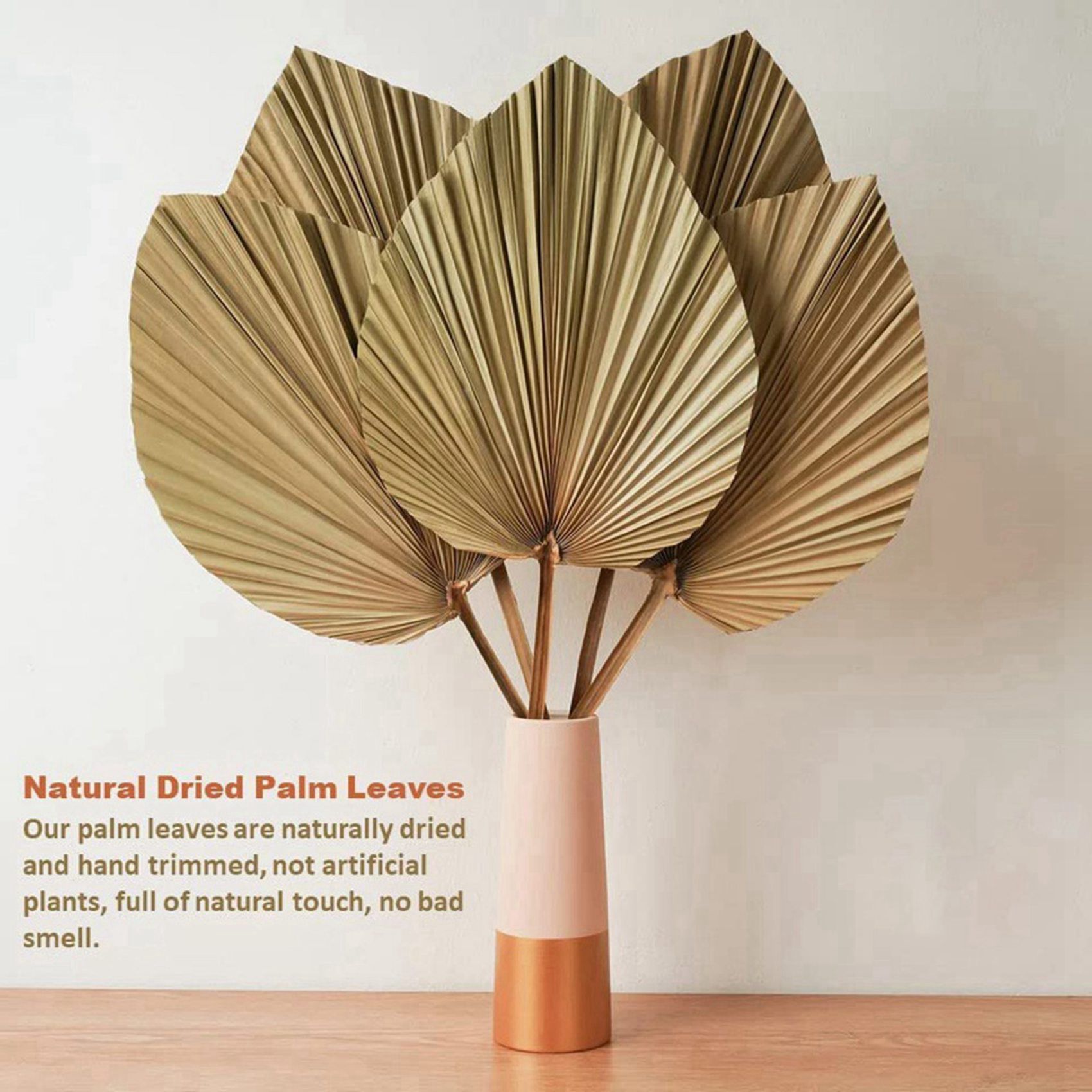 8 feuilles de palmier séchées  - Palm Leaf Dried avis et prix