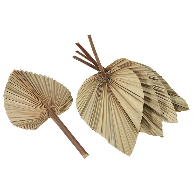 SEWS-5 feuilles de palmier séc - Palm Leaf Dried avis et prix