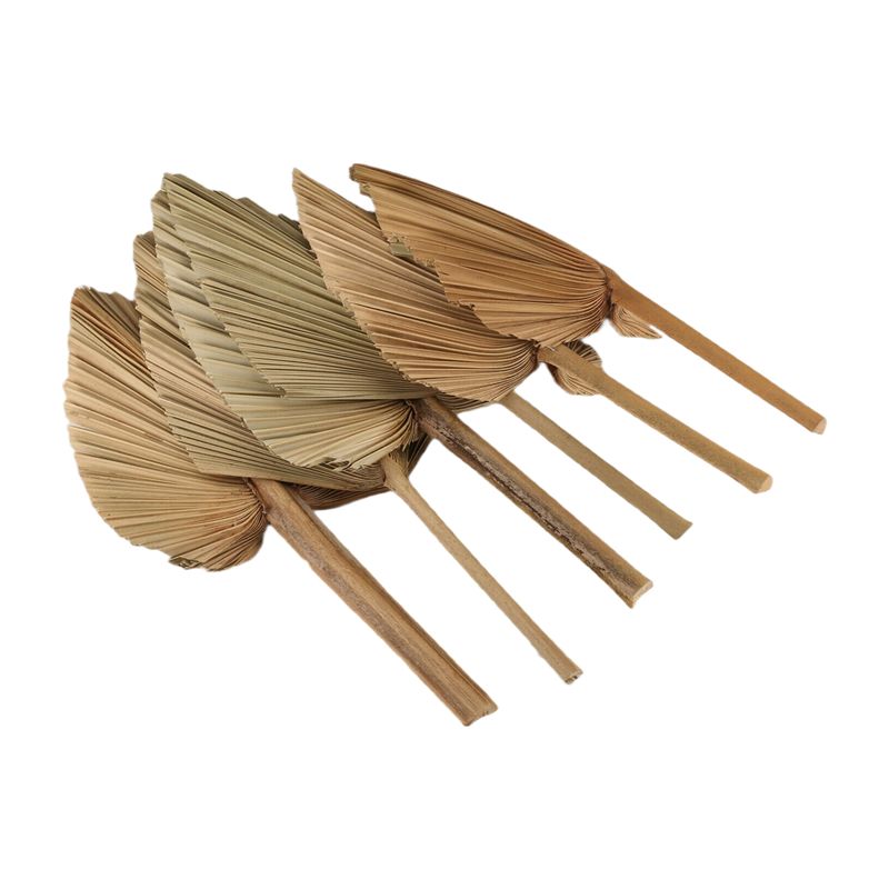 ABKO-6PCS Feuilles de palmier  - Palm Leaf Dried avis et prix